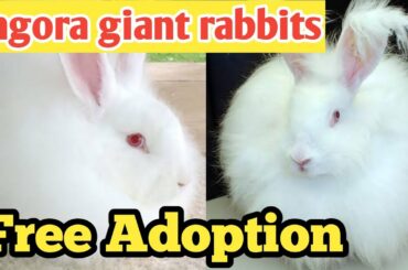 Free cute Angora giant rabbits for adoption