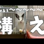 【うさぎ】構ってほしいうさぎのかわいいアピール方法とは！？〜Rabbit want to play with the owner〜