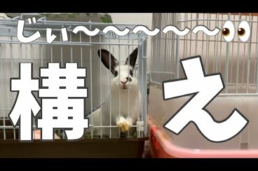 【うさぎ】構ってほしいうさぎのかわいいアピール方法とは！？〜Rabbit want to play with the owner〜