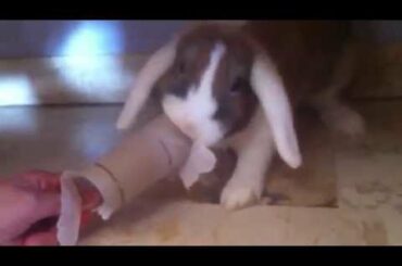 Cute Bunny Fight Funny