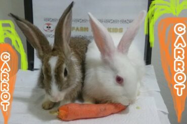 Rabbit eating crunchy carrot ASMR - Rabbits Romeo and Juliet