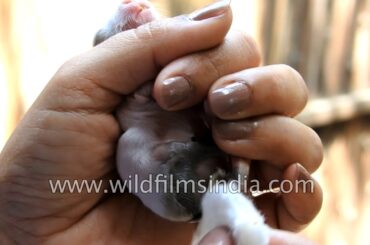 Cleaning a baby rabbit and helping it to pee