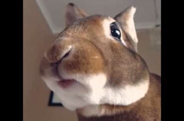 Reuben the bunny rabbit eating