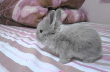 Super Cute Bunnies: Day 20