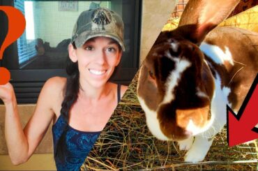 WHY Wire Bottom Hutches? | Raising Meat Rabbits