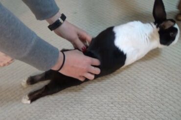Rabbit being tickled then dragging his feet (compilation)