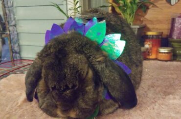 Bunny in flower costume! So cute!