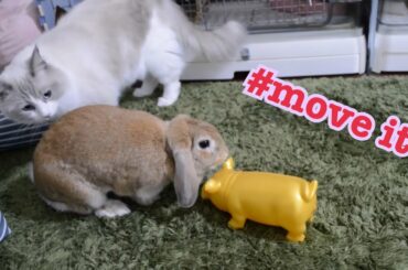 Bunny Excersise!! by gold pig【Ragdoll cats】【adorable cute animals】