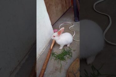 My rabbit so cute