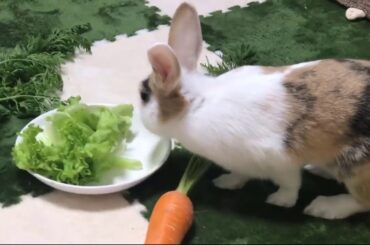 Rabbit Haru Eats Lettuce So Cute | うさぎレタス食べるちょうかわいい