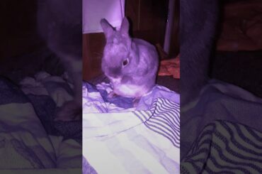Cute bunny thing's