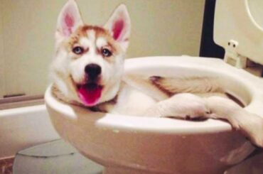 🤣 Funniest 🐶 Dogs And 😻 Cats - Try Not To Laugh  - Funny Pet Animals' Life 😇