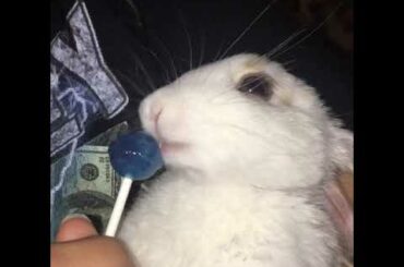 Cutest bunny ever!