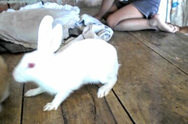 New White RABBIT खरगोश, Beautiful|| कनिपुर, Kanipur |Uttar Pardesh, India | lovely Animals