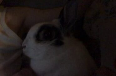 My cute rabbit.