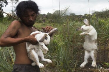 Primitive Technology: How to catch rabbit by trap in the forest fields