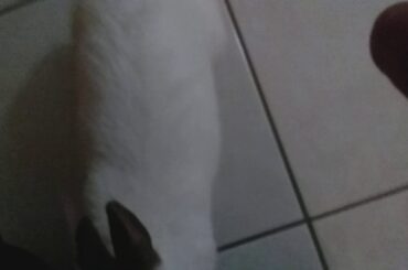 My cute bunny