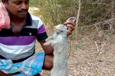 Primitive Technology: Rabbit Trap - Hunting and cooking Rabbit in my village | Village Hunter