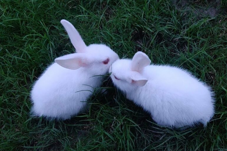 White Bunny Rabbit Eats Grass || सफेद बनी खरगोश खाती है घास || Pets Animal Videos Funny