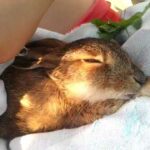 Wild rabbit enjoys a massage...