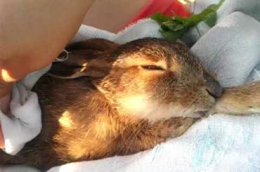 Wild rabbit enjoys a massage...
