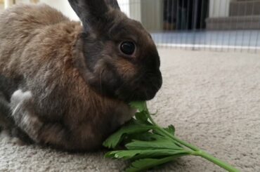 Rabbit minding Castle Hill with Coco