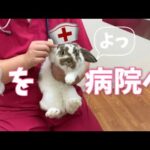 【うさぎ】うさぎさんを病院に連れて行きました！〜The rabbit in animal hospital〜