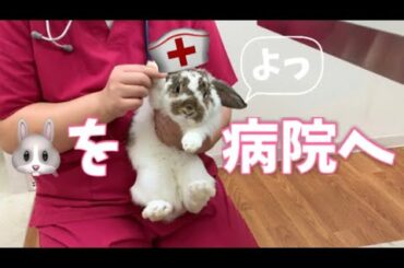 【うさぎ】うさぎさんを病院に連れて行きました！〜The rabbit in animal hospital〜
