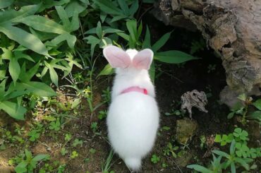 Thỏ con đáng yêu | Little white rabbit ~ cute bunny