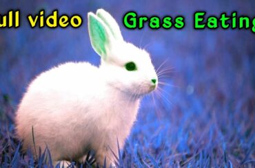 Rabbit Eating Grass Video || Gal Karle || By H A Rahman