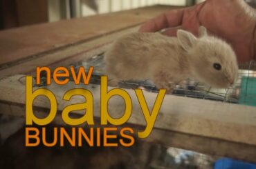 We got new baby bunnies