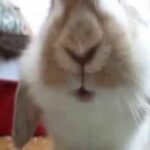 Cute bunny mouth
