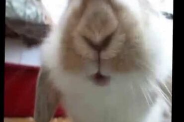 Cute bunny mouth
