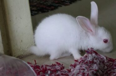 Very Little Cute Rabbits | World Amazing So Little Cute Bunny Rabbits | Very Small Bunny Rabbits