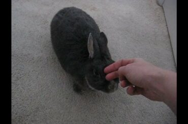 Cute bunny wants attention