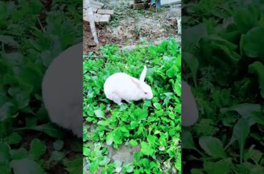 Cute rabbit