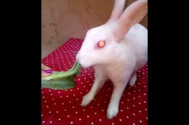 Bunny baby