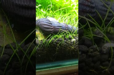 Golden Rabbit Snail