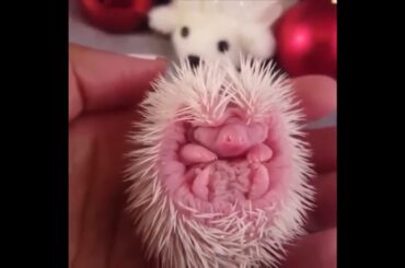 Cute baby animals Videos Compilation cute moment of the animals.