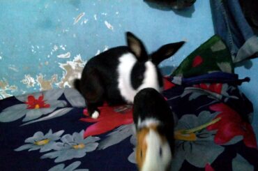 Cute Guinea & Rabbit/Bunny
