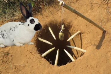 Man Make Quick Rabbit Trap By Deep Hole and Rescue a Cute Rabbit Back To The Hole