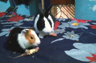 Cute Guinea Pig and Bunny Eating