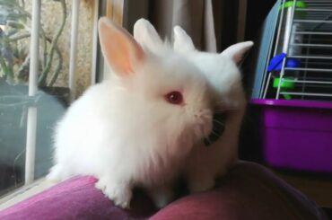 Conejitos graciosos inseparables, funny and cute bunnies,  🐰🐰😍