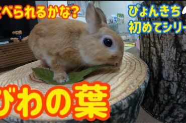 【うさぎ】初めてのびわの葉食べられるかな？【かわいい】Cute rabbit eat loquat leaves fot the first time #33