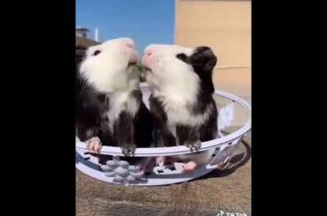 Cute rabbits eating one piece of grass with each other👌😀😀😆😁😙😗
