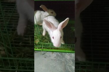 My cute Rabbits