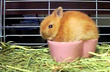 Cute Bunny Rabbit Now Eating in the heart!!Netherland Dwarf