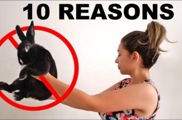 10 REASONS YOU SHOULD NOT GET A RABBIT
