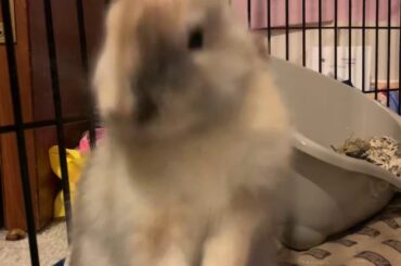 Cute bunny cleaning