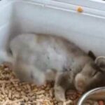 Cute bunny falls asleep